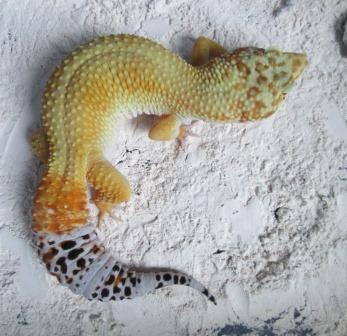 Terjual Jual Gecko Tangerine Adult Montok Montok Edisi Ramadhan Kaskus