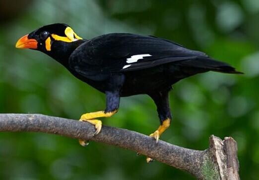 Mengapa Burung Beo Bisa Bicara Kaskus