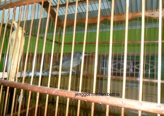 Terjual Jual Burung Jenggot Medan Betina Kaskus