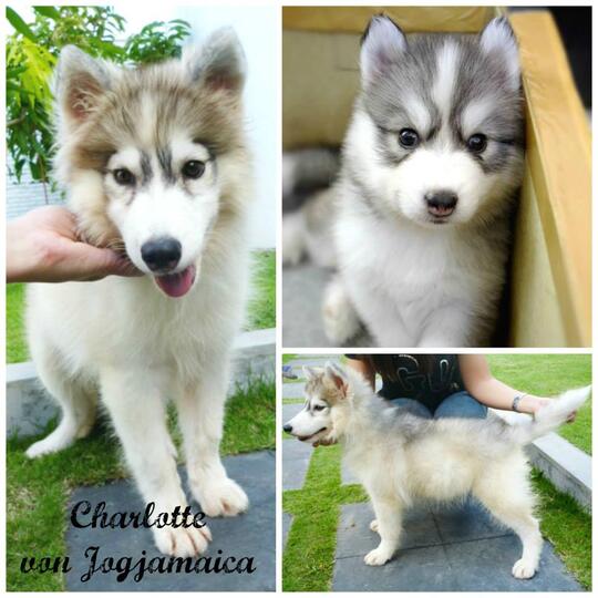 Terjual Dijual Anakan Siberian Husky Betina Umur 4 Bulan Kaskus