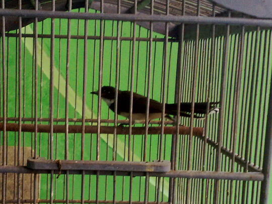 Terjual Burung Sikatan Kipasan Pur Total Kaskus