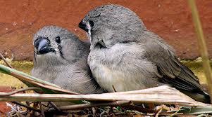 Sharing Ternak Zebra Finch Kaskus