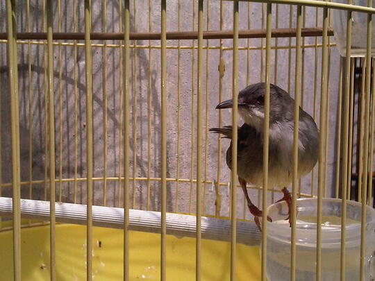 Terjual Ciblek Semi Full Gacor Cocok Buat Ke Lapang Kaskus