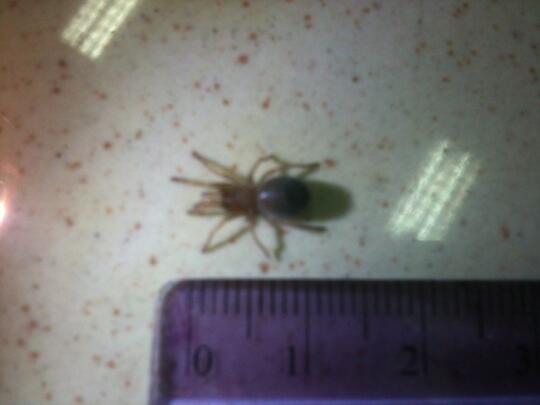 Tarantula B.boehmei