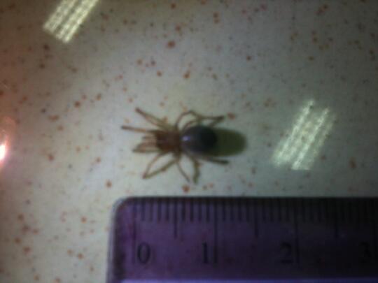 Tarantula B.boehmei