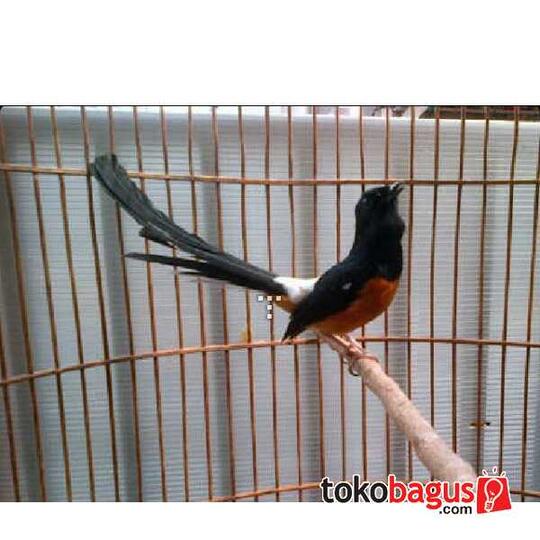 Terjual Burung Murai Batu Medan Asli Super Gacor Sekali Kaskus