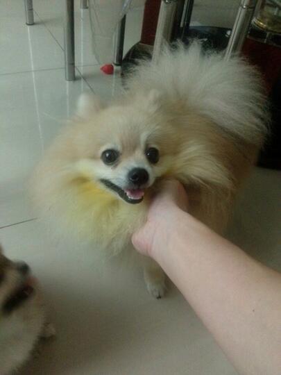 Terjual Jual Anak Anjing Puppy Mini Pom Umur Kira2 2 Bulan Ada Dua