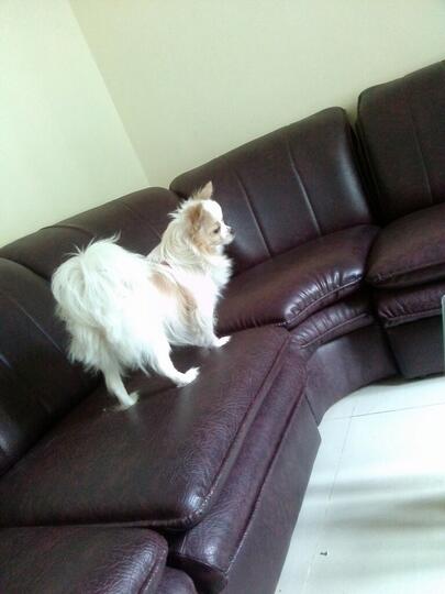 Terjual Jual Anak Anjing Puppy Mini Pom Umur Kira2 2 Bulan Ada Dua