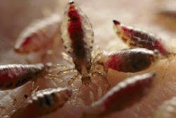 Balasan Dari Macam Macam Jenis Kutu Kaskus