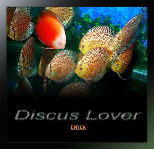 Discus Lovers ( Regenerated ) - Part 3