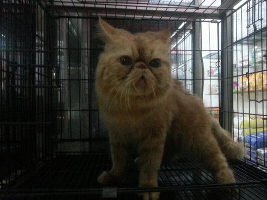 Terjual Sale Kucing Persia Peak Nose Extreme Bighead Bonus Banyakharga Bersahabat