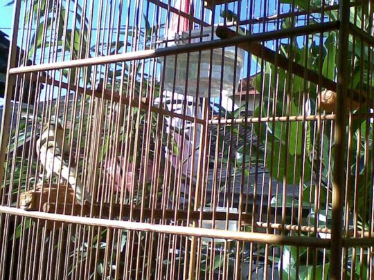 Terjual Kenari Gacor F1 Tricolor Bandung Soreang Kaskus