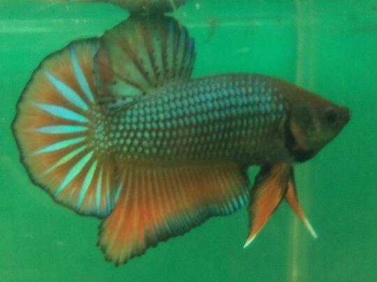 Cupang Giant Harga Grosir, Stok terbatas.