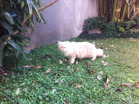 Terjual Kucing Cream Tabby 1 tahun 9 bulan jago kimpoi  KASKUS