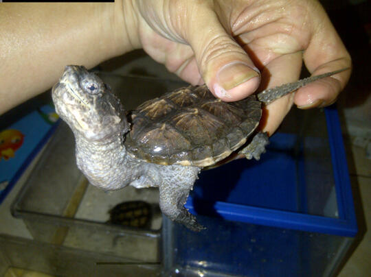 Jual Common Snapping turtle satu2nya... BU banget banget