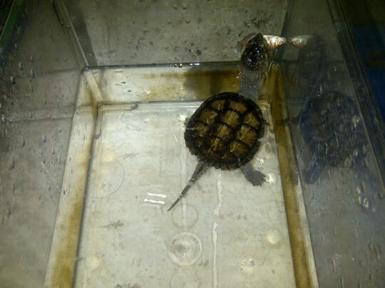 Jual Common Snapping turtle satu2nya... BU banget banget