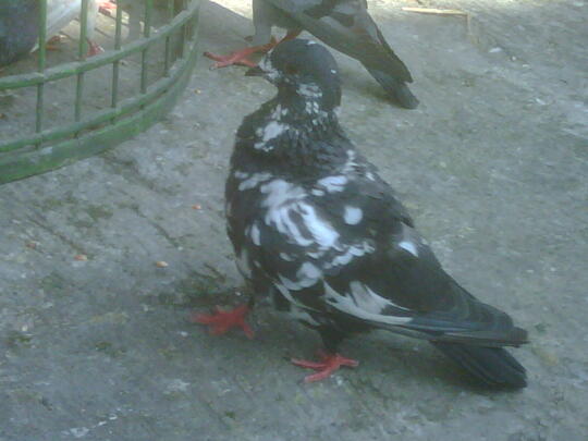 Terjual Wts Sepasang Burung Merpati Dara Warna Blorok Mensen Mata