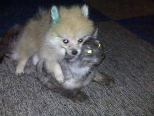 Terjual Jual Anjing Pom Mini Pom Super Mini Pom Golden Chihuahua