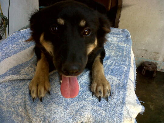 Terjual Dijual Anak An Anjing Keturunan Golden Herder Loc