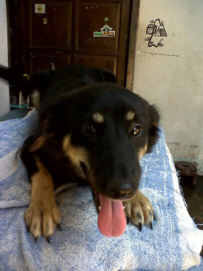 Terjual Dijual Anak An Anjing Keturunan Golden Herder Loc