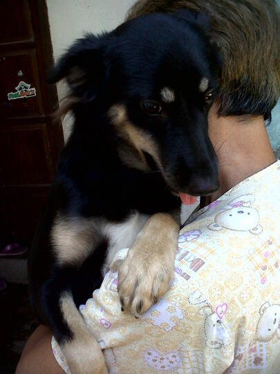 Terjual Dijual Anak An Anjing Keturunan Golden Herder Loc
