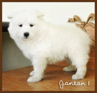 Terjual Jual Anjing Samoyed 3 Bulan Tinggal 2 Ekor Jantan Dan
