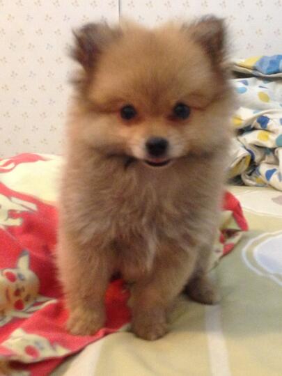 Terjual Jual Anak Anjing Pomeranian Kaskus