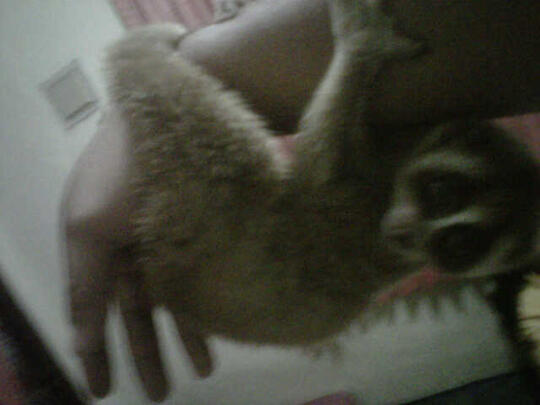 Terjual Dijuall Binatang Kus Kus Lucu Kaskus