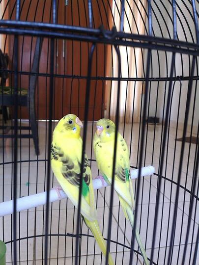 Terjual Burung Parkit Kuning Blorok Cibinong Kaskus