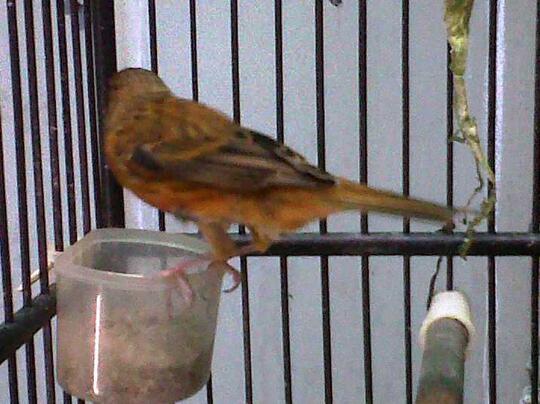 Cara Mudah Membedakan Kenari Merah Lokal Dengan Red Intensive