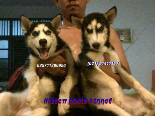 Terjual Anakan Puppies Puppy Anjing Siberian Husky Harga