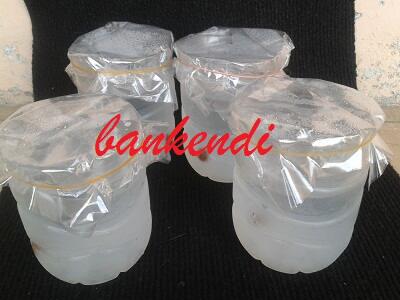 ALGAE KRISTAL JEPANG MURAH ( BERGARANSI )