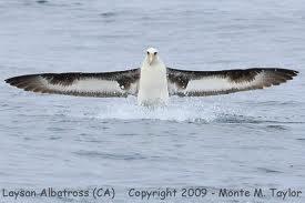 Albatros Burung Laut Besar Kaskus