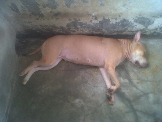 Jual Anjing Pitbull Mix German Shepherd Herder Kaskus