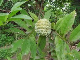 Buah2 Ini Mungkin Telah Punah, Padahal Semasa Kecil Buah2 Ini Selalu Jadi Teman