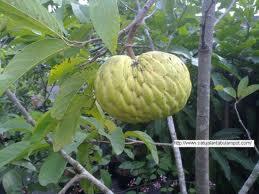 Buah2 Ini Mungkin Telah Punah, Padahal Semasa Kecil Buah2 Ini Selalu Jadi Teman