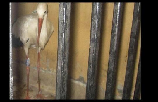 Di Mesir Burung Bangau Pun Ditahan Atas Tuduhan Mata Mata Page2