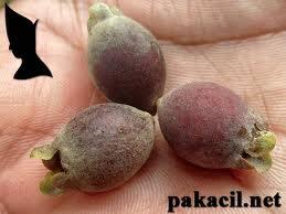 Buah2 Ini Mungkin Telah Punah, Padahal Semasa Kecil Buah2 Ini Selalu Jadi Teman
