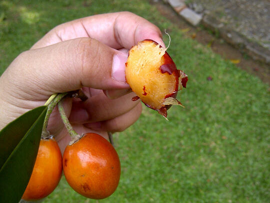Buah2 Ini Mungkin Telah Punah, Padahal Semasa Kecil Buah2 Ini Selalu Jadi Teman