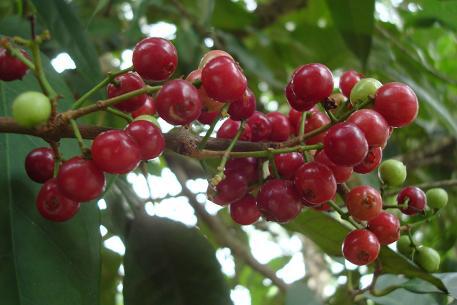 Buah2 Ini Mungkin Telah Punah, Padahal Semasa Kecil Buah2 Ini Selalu Jadi Teman