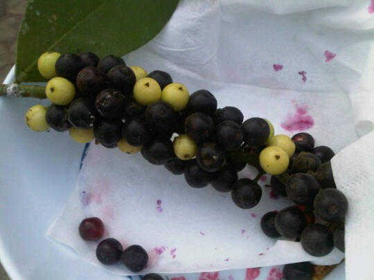 Buah2 Ini Mungkin Telah Punah, Padahal Semasa Kecil Buah2 Ini Selalu Jadi Teman