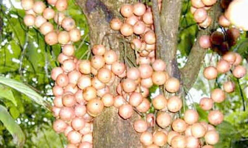 Buah2 Ini Mungkin Telah Punah, Padahal Semasa Kecil Buah2 Ini Selalu Jadi Teman