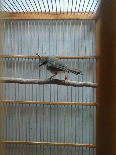 Terjual Jual Burung Ciblek Kapas Gacor Sangkar Kaskus