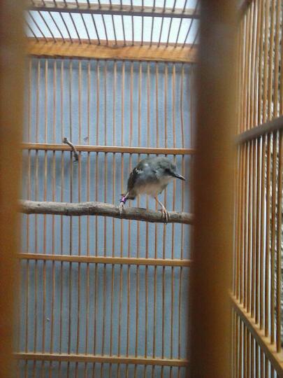 Terjual Jual Burung Ciblek Kapas Gacor Sangkar Kaskus