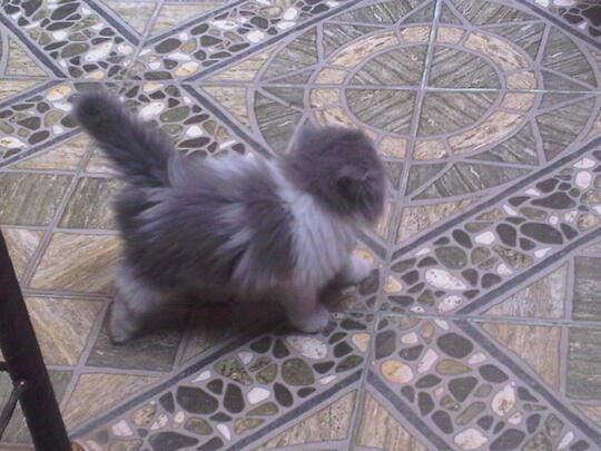 Terjual Jual Kucing Persia Flatnose Betina Kaskus