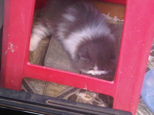 Terjual Jual Kucing Persia Flatnose Betina Kaskus