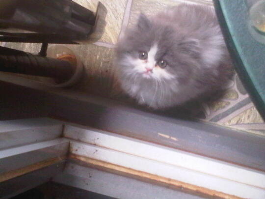 Terjual Jual Kucing Persia Flatnose Betina Kaskus