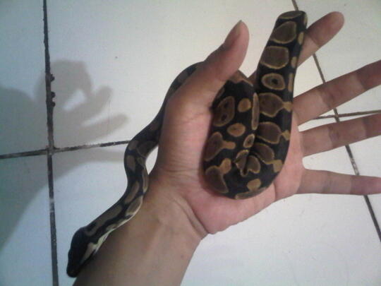 ULAR BALL PHYTON +/- 50 Cm