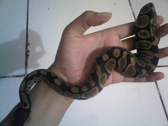 ULAR BALL PHYTON +/- 50 Cm