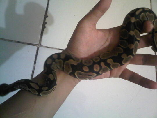 ULAR BALL PHYTON +/- 50 Cm